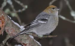 Image result for Pinicola enucleator