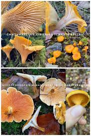 Attēlu rezultāti vaicājumam “Hygrophoropsis aurantiaca”