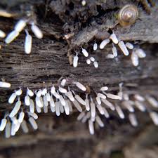 Attēlu rezultāti vaicājumam “Stemonitopsis typhina var. similis”
