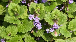 Attēlu rezultāti vaicājumam “Glechoma hederacea flower”
