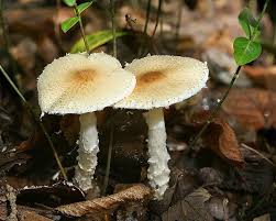 Attēlu rezultāti vaicājumam “Lepiota clypeolaria”