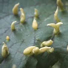 Attēlu rezultāti vaicājumam “Eriophyes tiliae”