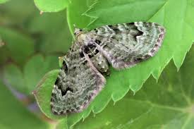 Attēlu rezultāti vaicājumam “Chloroclystis v-ata”