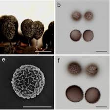 Attēlu rezultāti vaicājumam “Arcyria globosa”