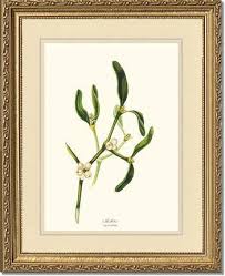 Attēlu rezultāti vaicājumam “Viscum album”