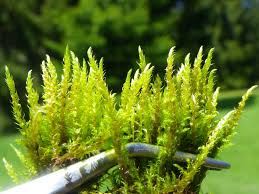 Attēlu rezultāti vaicājumam “Palustriella”