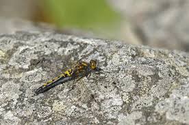 Attēlu rezultāti vaicājumam “Leucorrhinia rubicunda”