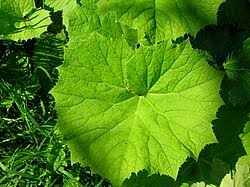 Image result for Petasites officinalis