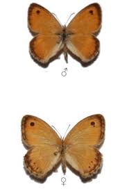 Attēlu rezultāti vaicājumam “Coenonympha pamphilus upperside”