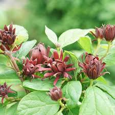 Attēlu rezultāti vaicājumam “Calycanthus floridus”