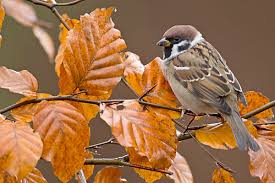 Attēlu rezultāti vaicājumam “Passer montanus adult”
