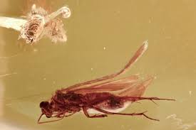 Attēlu rezultāti vaicājumam “Trichoptera”