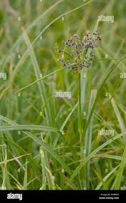 Attēlu rezultāti vaicājumam “Scirpus sylvaticus fruit”