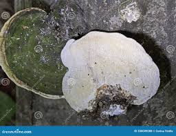 Attēlu rezultāti vaicājumam “Trametes gibbosa”