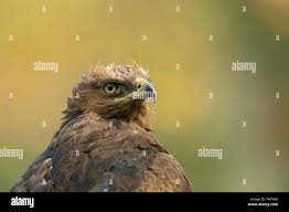 Attēlu rezultāti vaicājumam “Aquila pomarina adult”