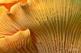 Attēlu rezultāti vaicājumam “Cantharellus cibarius”