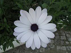 Image result for Dimorphotheca sinuata