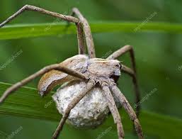 Attēlu rezultāti vaicājumam “Pisaura mirabilis cocoon”