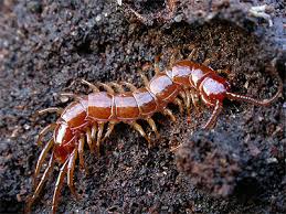 Attēlu rezultāti vaicājumam “Lithobius forficatus”