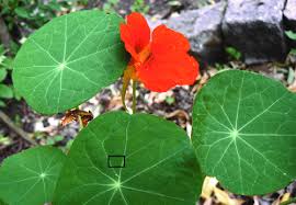 Attēlu rezultāti vaicājumam “Tropaeolum majus”