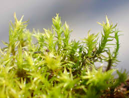 Attēlu rezultāti vaicājumam “Dichodontium pellucidum macro”