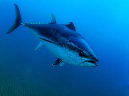 Image result for giant tuna