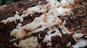 Attēlu rezultāti vaicājumam “Physisporinus vitreus”