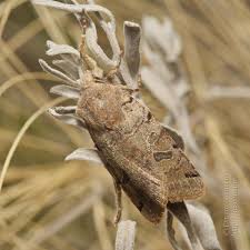 Attēlu rezultāti vaicājumam “Agrochola litura imago”