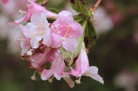 Attēlu rezultāti vaicājumam “Weigela praecox”