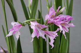 Attēlu rezultāti vaicājumam “Gladiolus imbricatus flower”