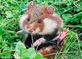 Image result for хомек