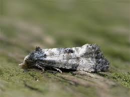 Attēlu rezultāti vaicājumam “Cochylis dubitana”