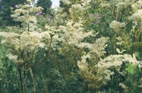 Attēlu rezultāti vaicājumam “Filipendula ulmaria”