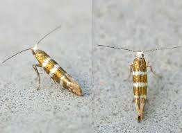 Attēlu rezultāti vaicājumam “Argyresthia semifusca”