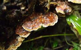 Attēlu rezultāti vaicājumam “Ischnoderma benzoinum”