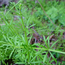 Image result for Galium aparine