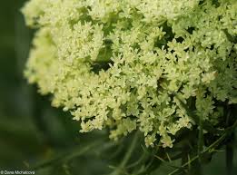 Attēlu rezultāti vaicājumam “Daucus sativus flower”