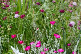 Image result for Lychnis coronaria