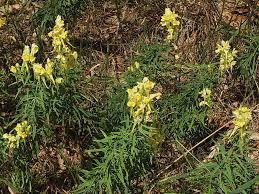 Attēlu rezultāti vaicājumam “Linaria vulgaris leaf”
