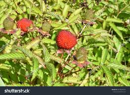 Attēlu rezultāti vaicājumam “Rubus illecebrosus fruit”