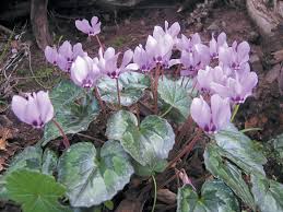 Image result for Cyclamen persicum