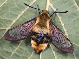 Attēlu rezultāti vaicājumam “Hemaris tityus”