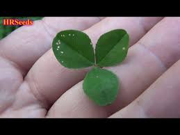 Attēlu rezultāti vaicājumam “Trifolium fragiferum leaf”