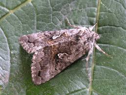 Attēlu rezultāti vaicājumam “Syngrapha interrogationis”