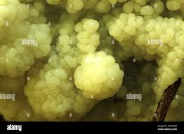 Attēlu rezultāti vaicājumam “Didymium serpula macro”