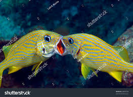 Image result for Haemulon flavolineatum