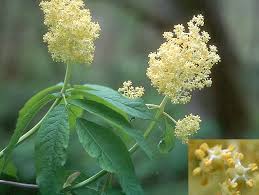 Attēlu rezultāti vaicājumam “Sambucus racemosa”