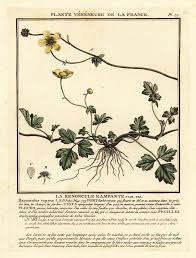 Attēlu rezultāti vaicājumam “Ranunculus repens”