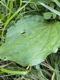 Attēlu rezultāti vaicājumam “Plantago major leaf”