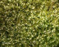 Attēlu rezultāti vaicājumam “Hypnum pallescens”